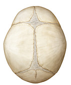 Child's cranium, illustration