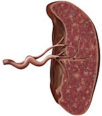 Cross section of the spleen, illustration