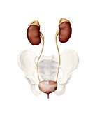 Female urinary system, illustration