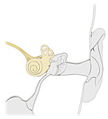 Inner ear, illustration