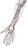 Veins and arteries of the hand, illustration