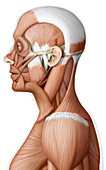 Muscles of the head and neck, illustration