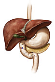 Metabolism, illustration