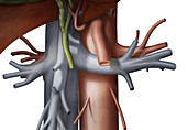Hepatic portal vein, illustration