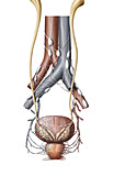Organs of the male urinary system, illustration
