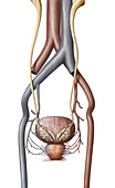 Bladder and Prostate Blood Vessels, illustration