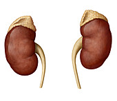 Kidneys, illustration