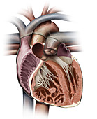 Cross section of the heart, illustration