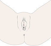 External female genital organs, illustration
