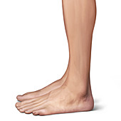 Feet, illustration