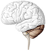 Cerebellum, illustration
