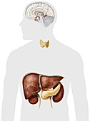 Endocrine System, Glands and Organs, illustration