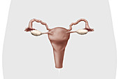 Internal female genital organs, illustration