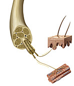 Anatomy of a Nerve, illustration