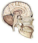 Cross section of the brain, lateral view, illustration