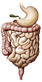 Organs of the Digestive System, illustration