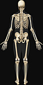 Human Skeleton, illustration