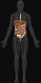 Digestive System Coronal View, illustration