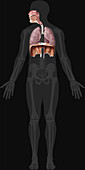 Respiratory System Organs, illustration