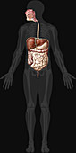Digestive System, Anterior View, illustration