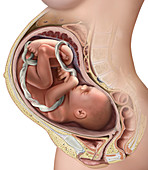 Pregnancy, Third Trimester, illustration