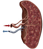 Cross section of a spleen, illustration
