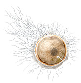 Fertilization, illustration