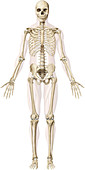 Human Skeleton, illustration