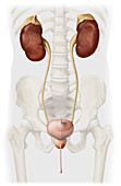 Male Urinary System, illustration