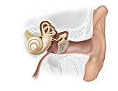 Structure of the Ear, illustration