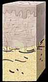 Cross Section of the Skin, illustration