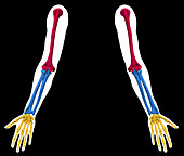 Skeleton of the Arm, illustration
