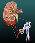 Kidney and glomerular filtration, illustration