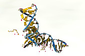 DNA Molecule, illustration