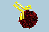 Antibody Attacking Infected Cell, illustration