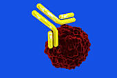 Antibody Attacking Infected Cell, illustration