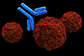Antibody Attacking Infected Cell, illustration