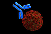 Antibody Attacking Infected Cell, illustration