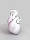 Human Heart, illustration