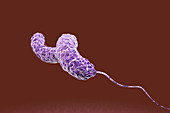 Campylobacter jejuni Bacteria, illustration