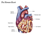 Human Heart, illustration