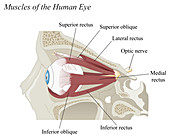 Muscles of the Human Eye, illustration