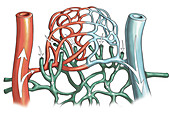 Artery and Capillary Networks, illustration