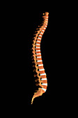 Spinal Column, Lateral View