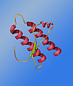 Prion Protein Model