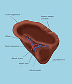 Spleen, illustration