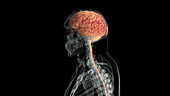 Brain and Spinal Cord, Lateral View