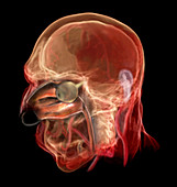 Nasal Cavity, Male Head