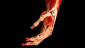 Hand Anatomy, Lateral View