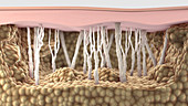 Collagen in Dermis